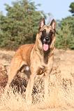 MALINOIS 109